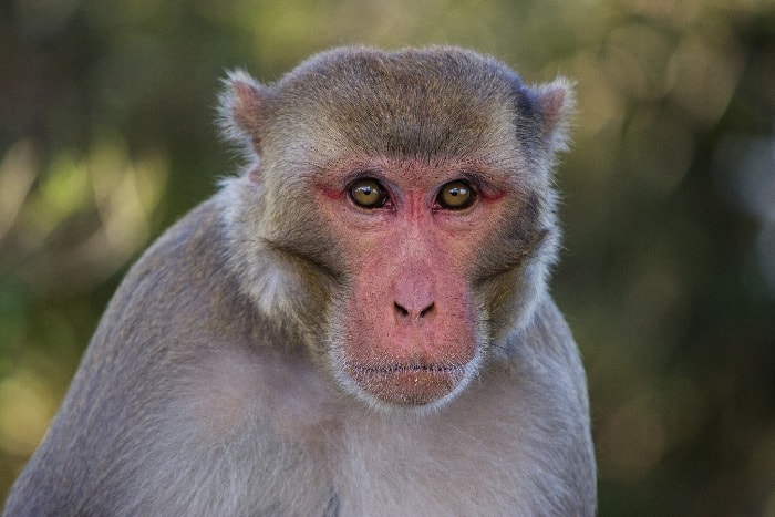 rhesus macaque