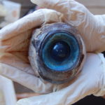 Swordfish eyeball