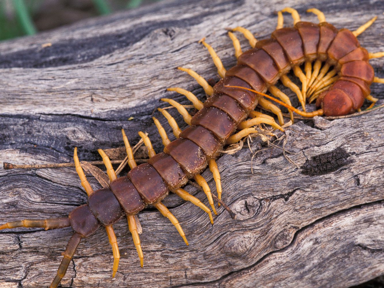 Centipede