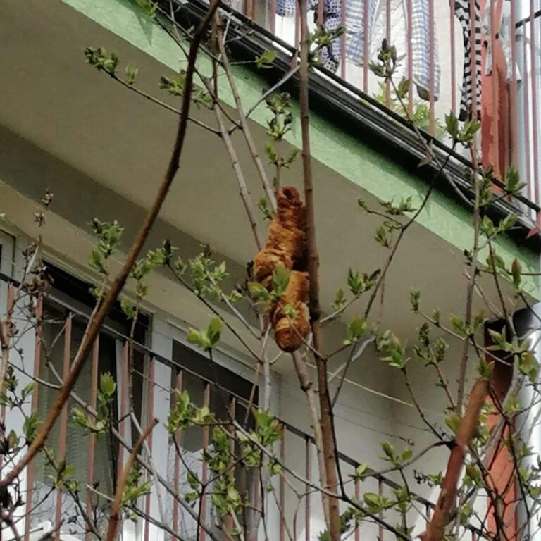 croissant in tree