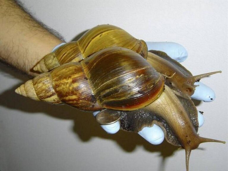 giant african snail