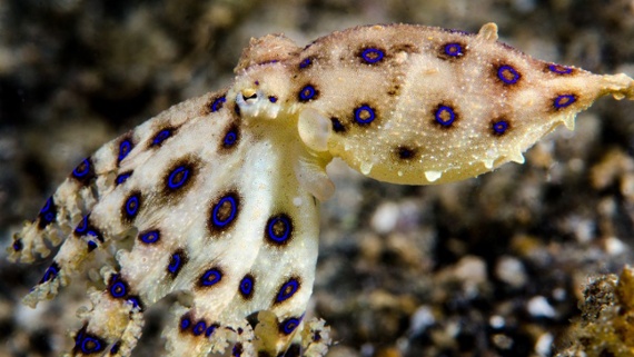 blue ringed octopus