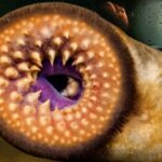 lamprey