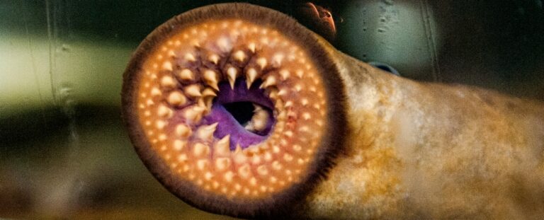 lamprey