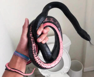 snake in toilet